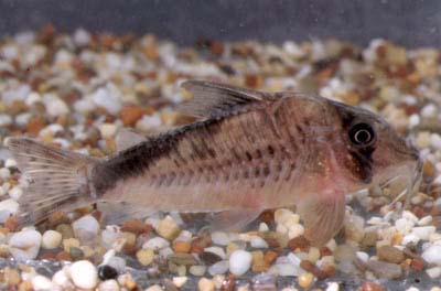 Corydoras sp. C16